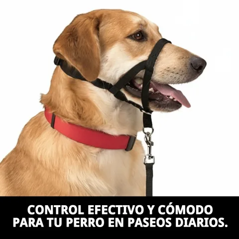 Vista lateral del collar Dog Control N.4 en perro