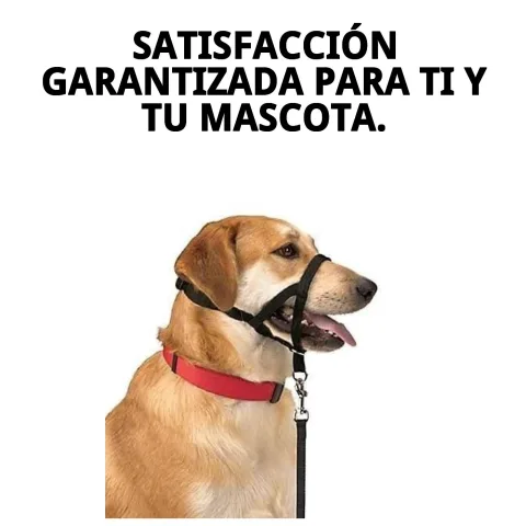 Collar Dog Control N.4 con anillo de dirección visible