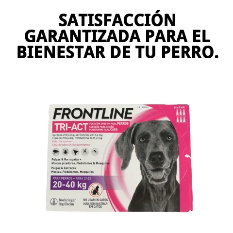 Chien moyen protégé avec FRONTLINE TRI-ACT en extérieur