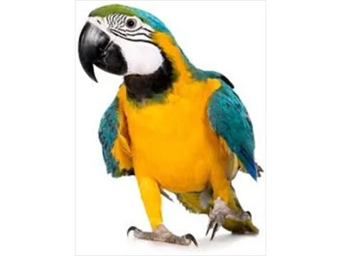 Détail de la structure robuste de la Cage Tucan