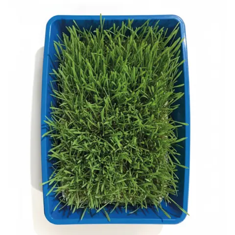 Plateau compact pour consommation d'herbe à chat Moly