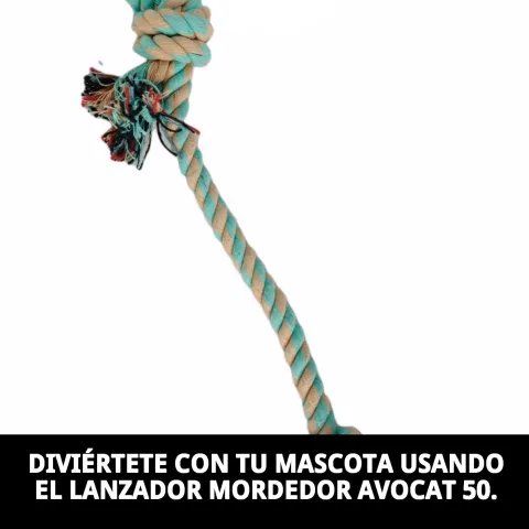 Perro mordiendo el lanzador Avocat en parque al aire libre