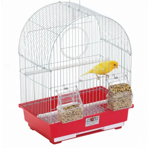 Plumage éclatant d'un canari grâce au mélange premium