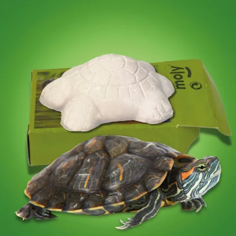 Tortue aquatique avec carapace saine grâce au supplément de calcium
