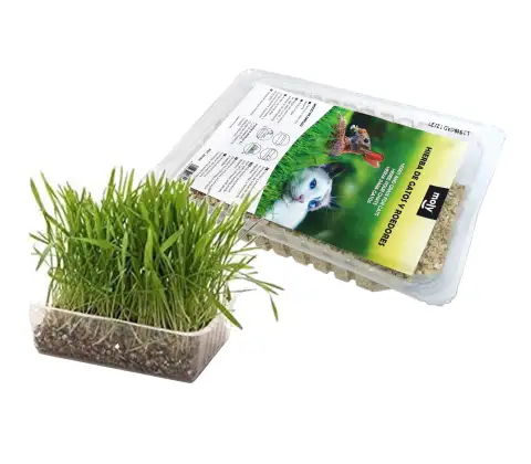 Herbe pour Chats Écologique Moly avec Plateau | Aide Digestive Naturelle et Anti-Stress