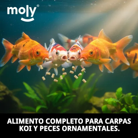 Détail des sticks pour alimentation de poissons en bassin