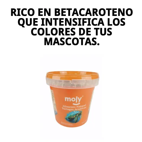Détail du pot avec couvercle de MOLY GAMMARUS