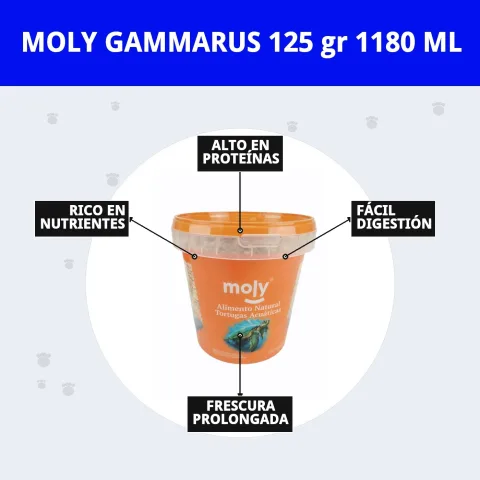 Pot de MOLY GAMMARUS sur fond blanc