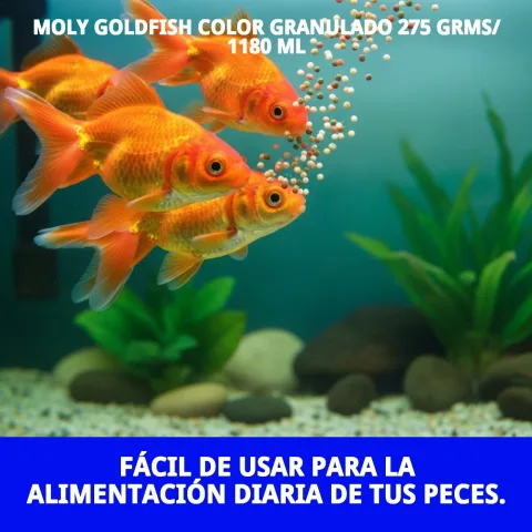 Vue frontale du conditionnement MOLY Goldfish Color