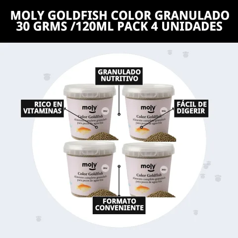 Poissons d'eau froide actifs après alimentation Moly Goldfish Color