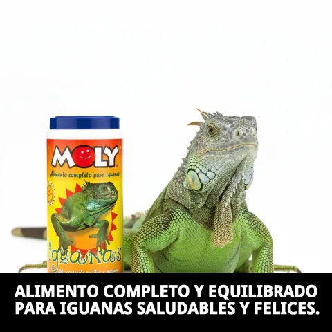 Iguana comiendo alimento MOLY IGUANAS