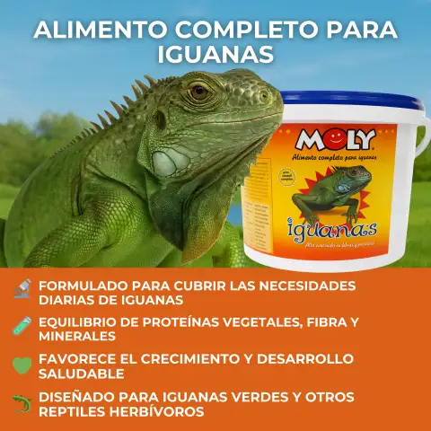 Iguana verde comiendo sticks MOLY IGUANAS