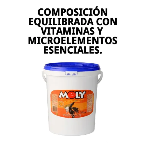 Poissons tropicaux se nourrissant de MOLY TROPICALES