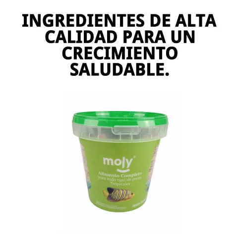 Poissons tropicaux dans un aquarium nourris avec MOLY TROPICALES