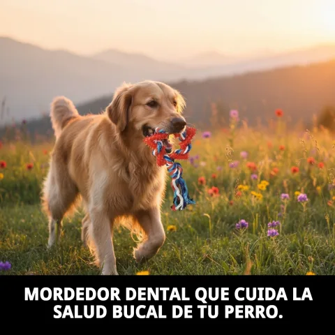 Détail de la texture dentaire du mordeur étoile pour chiens