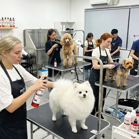 Aplicación del perfume Aroma Fresa en perro con piel sensible
