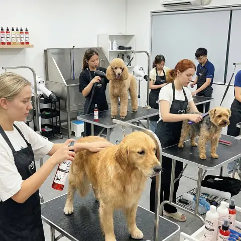 Detalle aplicación de perfume para perros con piel sensible