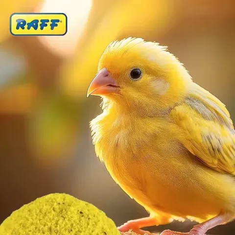 Oiseau mangeant de l'aliment sec RAFF HOLAND COVA dans une mangeoire