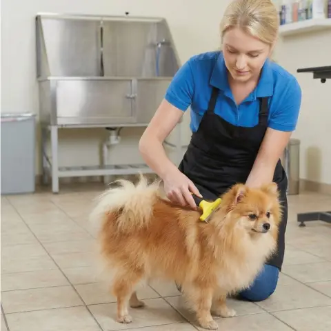 Detalle dientes metálicos finos del rastrillo para perros pequeños