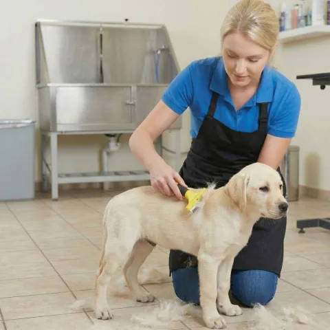Uso del rastrillo Moly Confort en zonas delicadas de perro pequeño