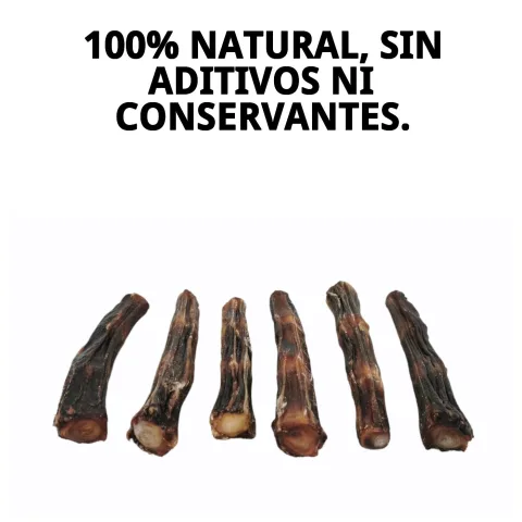 Chien petit profitant du snack naturel Moly Queue de Bœuf