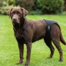 Braguita Slip de Nylon Extra Nº5 Moly (60–70 cm) | Correa Ajustable y Resistente para Perros Grandes